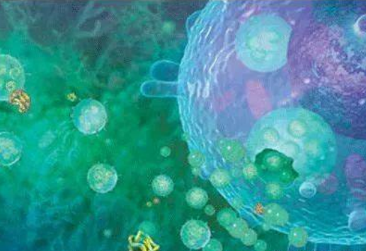 牙髓間充質(zhì)干細(xì)胞外泌體